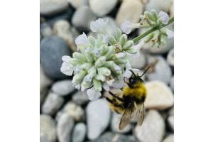 FleissIge Biene