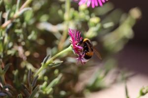 Biene auf Blume Biene auf Blume
