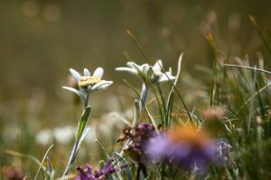 Edelweiss