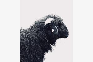 shaun das schaf shaun das schaf
