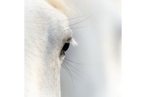Camarguepferd Camarguepferd