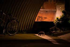Im Licht der Strassenlampen Im Licht der Strassenlampen