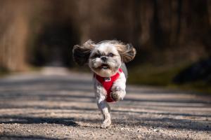 Go little rockstar! Go little rockstar!