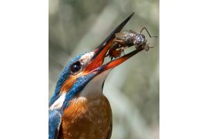 Eisvogel mit Libellenlarve für den Nachwuchs 