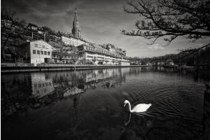 Der Schwan Der Schwan
