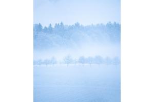 Winter Morning in silence Winter Morning in silence