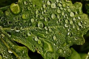 Wassertropfen 1 Wassertropfen 1
