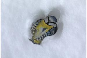 Blaumeise - hat den Winter nicht überlebt