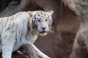 Weißer Tiger Weißer Tiger