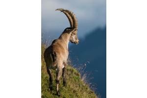 Hoch oben in den Bergen Hoch oben in den Bergen