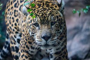 Jaguar Jaguar