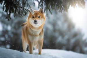 Ichiro im Winterzauber
