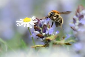 Hummel
