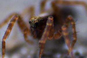 Spinne