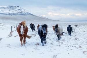 Snowy horseys