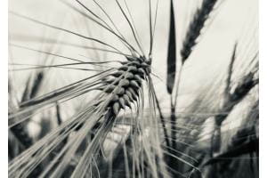Natur pur