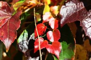 rote Blätter rote Blätter