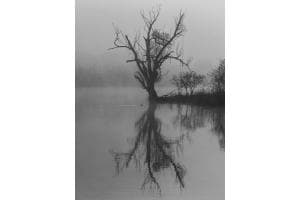 Baum