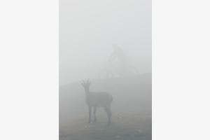 Überraschendes Treff im Nebel Überraschendes Treff im Nebel