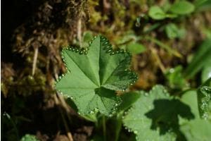 Tautropfen