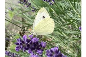 Sommertraum 