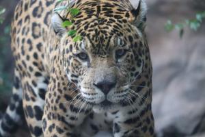 Jaguar Jaguar