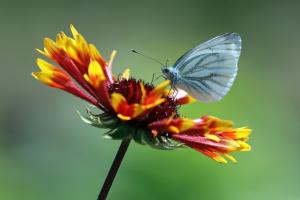Schmetterling Schmetterling