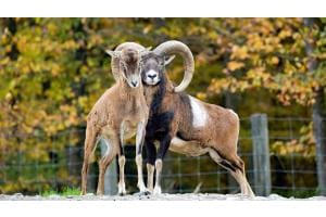 Mufflons vor herbstlicher Kulisse