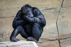 thinking about thinking about