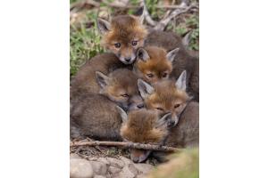 Siesta beim Fuchsbau