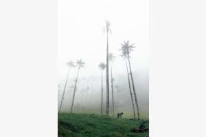 Foggy palm trees Foggy palm trees
