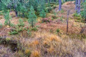 Herbst 2 Herbst 2