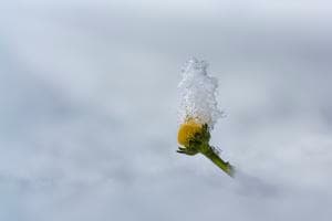 Schneekappe