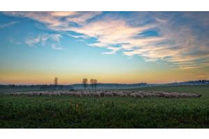 Schafwanderung