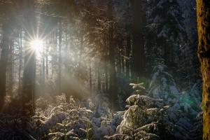 Winterwald