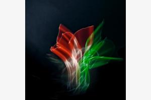 Space flower Space flower