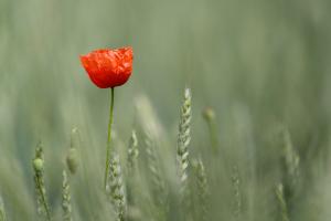 Allein im Feld Allein im Feld