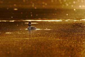 Golden light