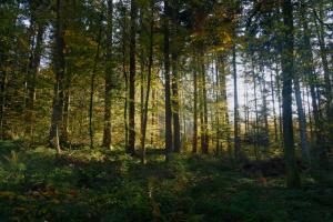 Quer durch den Wald