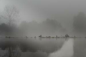Misty morning