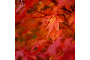 Shades of red