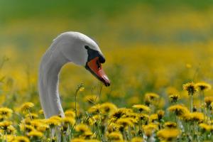 Im Blumenmeer