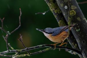Futtersuche im Regen