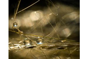 Federgras nach einem Sommerregen