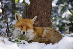Fuchs ohne Scheu im Schnee