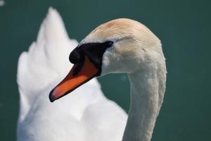 Schwan auf dem Bodensee