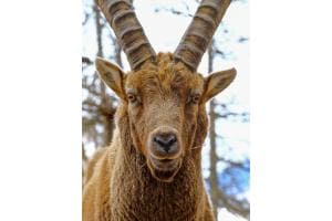 Steinbock