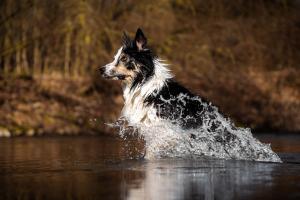 Splash Splash