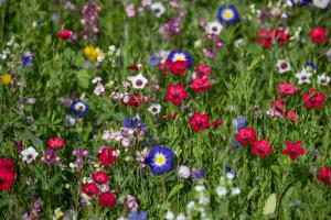Blumenwiese