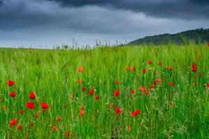 Farbenpracht im Feld